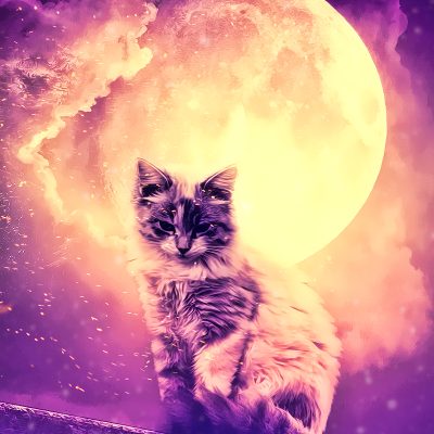 Cat and the Moon