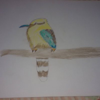 طائر جميل