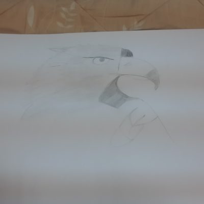 الصقر