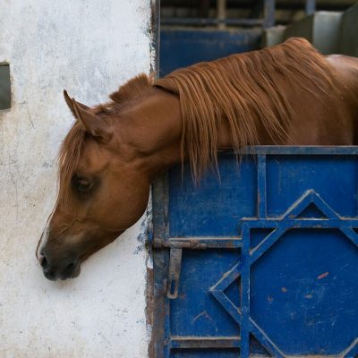 الجمال العربي