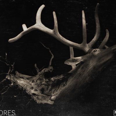 The Deer – Nature Series