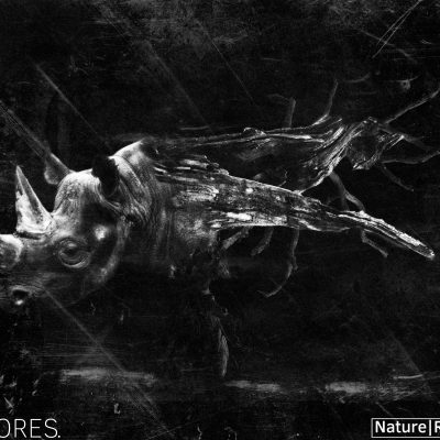 The Rhinoceros – Nature Series