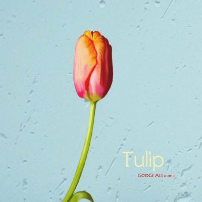 Tulip ..