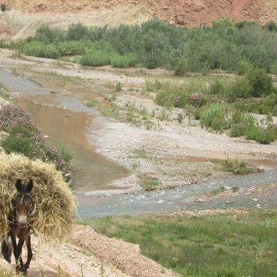 بدون عنوان